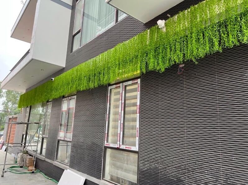 cúc tần ấn độ giả trang trí trước nhà